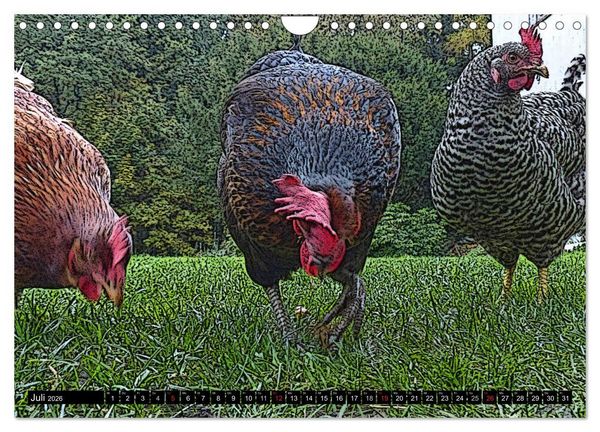 Produktbild: Die H&uuml;hner sind los! (Wandkalender 2026 DIN A4 quer), CALVENDO Monatskalender