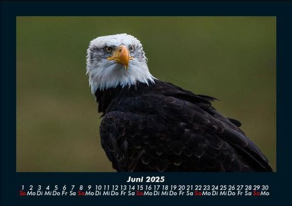 Produktbild: Adler 2025 Fotokalender DIN A5
