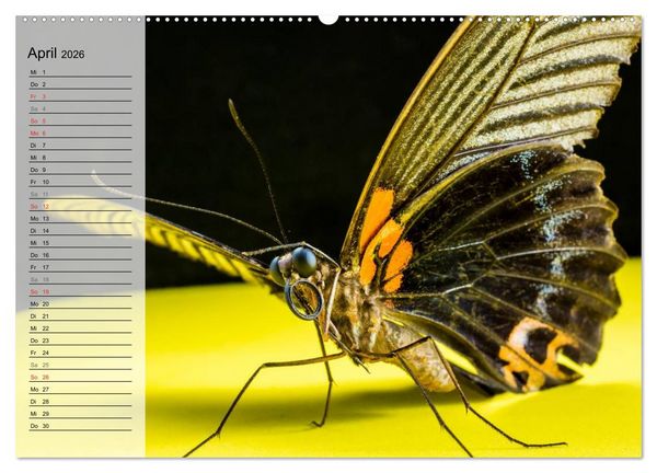 Produktbild: Die geheimnisvolle Welt der Insekten (hochwertiger Premium Wandkalender 2026 DIN A2 quer), Kunstdruck in Hochglanz