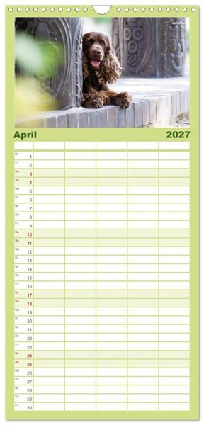 Produktbild: Familienplaner 2027 - English Cocker Spaniel - Fr&ouml;hliche Gesellen mit 5 Spalten (Wandkalender, 21 x 45 cm) CALVENDO