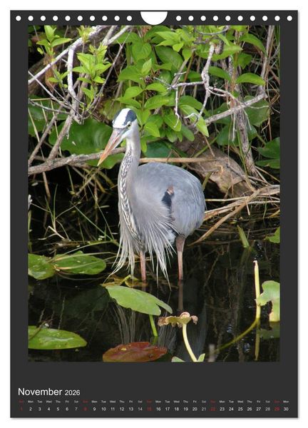 Produktbild: Herons & Egrets (Wall Calendar 2026 DIN A4 portrait), CALVENDO 12 Month Wall Calendar