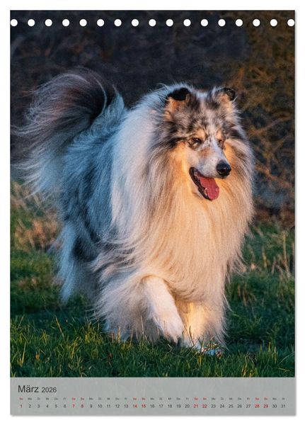 Produktbild: Traumhund Collie - Liebe auf vier Pfoten (Tischkalender 2026 DIN A5 hoch), CALVENDO Monatskalender