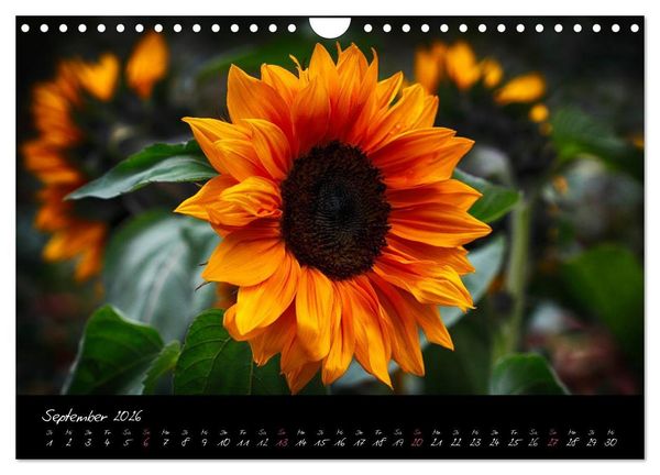 Produktbild: Soul-Jazz - Visuelle Musik der Blumen (Wandkalender 2026 DIN A4 quer), CALVENDO Monatskalender