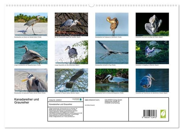 Produktbild: Kanadareiher und Graureiher (hochwertiger Premium Wandkalender 2026 DIN A2 quer), Kunstdruck in Hochglanz