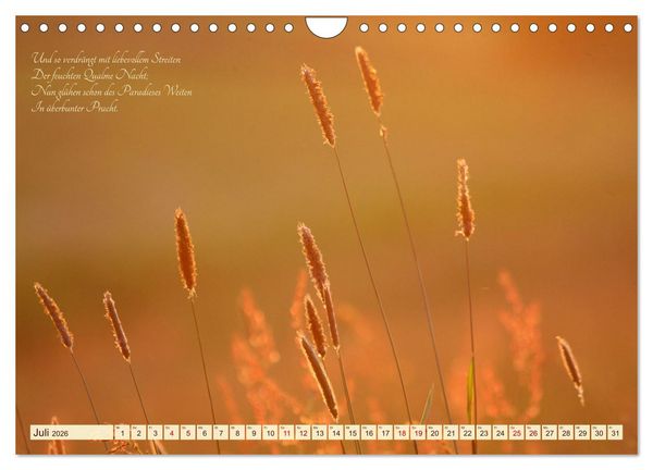 Produktbild: Sommergr&auml;ser (Wandkalender 2026 DIN A4 quer), CALVENDO Monatskalender