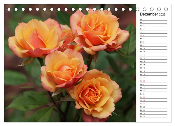 Produktbild: Zauberhafte Rosen (Tischkalender 2026 DIN A5 quer), CALVENDO Monatskalender