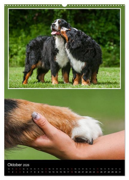 Produktbild: Berner Sennenhund 2026 (hochwertiger Premium Wandkalender 2026 DIN A2 hoch), Kunstdruck in Hochglanz