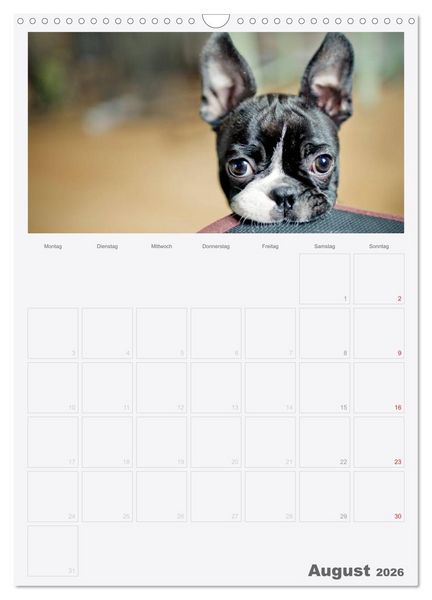 Produktbild: Boston Terrier der Hund 2026 (Wandkalender 2026 DIN A3 hoch), CALVENDO Monatskalender