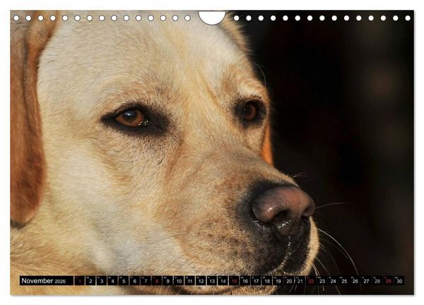 Produktbild: Labrador Retriever - ein Herz auf 4 Pfoten (Wandkalender 2026 DIN A4 quer), CALVENDO Monatskalender