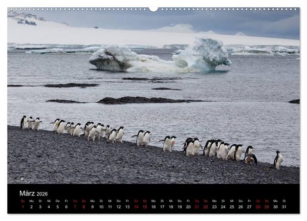 Produktbild: Pinguine - sympathische Fracktr&auml;ger im eisigen S&uuml;den (Wandkalender 2026 DIN A2 quer), CALVENDO Monatskalender