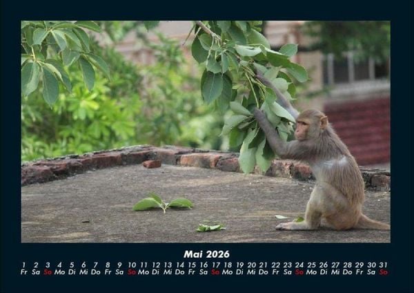 Produktbild: Tierkalender 2026 Fotokalender DIN A4