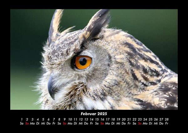 Produktbild: V&ouml;gel 2025 Fotokalender DIN A3
