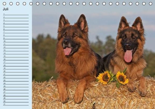 Produktbild: Der Schäferhunde-Geburtstagskalender (Tischkalender immerwährend DIN A5 quer)