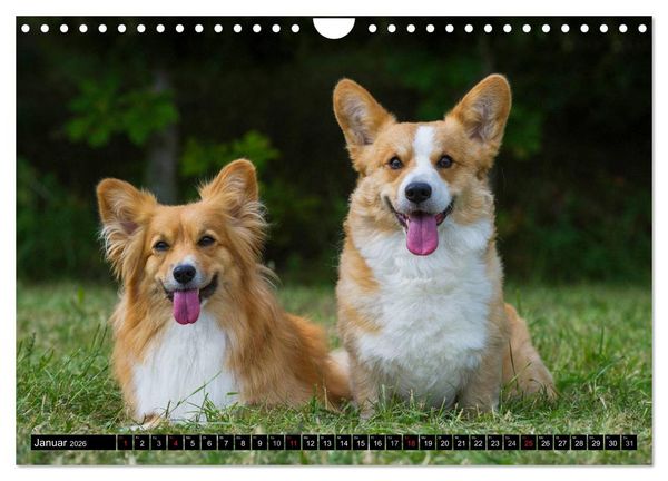 Produktbild: Welsh Corgi - Kobold auf 4 Pfoten (Wandkalender 2026 DIN A4 quer), CALVENDO Monatskalender