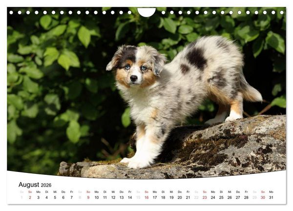 Produktbild: Welpen - Puppies (Wandkalender 2026 DIN A4 quer), CALVENDO Monatskalender