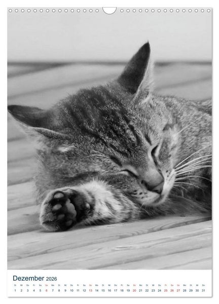 Produktbild: Wilde Katzen - Korsikas Samtpfoten (Wandkalender 2026 DIN A3 hoch), CALVENDO Monatskalender