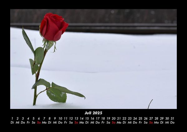 Produktbild: Rosentraum 2025 Fotokalender DIN A3