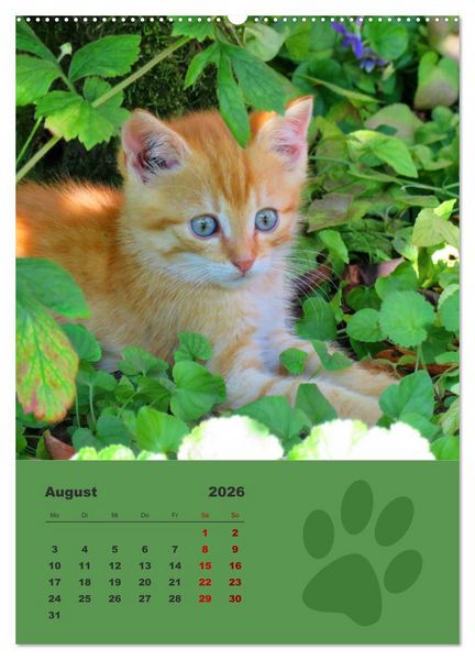 Produktbild: Wilde T&auml;tzchen, kleine wilde Katzen entdecken die Welt (Wandkalender 2026 DIN A2 hoch), CALVENDO Monatskalender