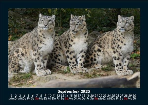 Produktbild: Tiere in der Wildnis 2025 Fotokalender DIN A5