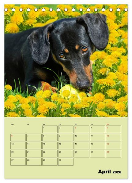 Produktbild: Dackeltr&auml;ume - Ein Familienplaner f&uuml;r das Jahr (Tischkalender 2026 DIN A5 hoch), CALVENDO Monatskalender