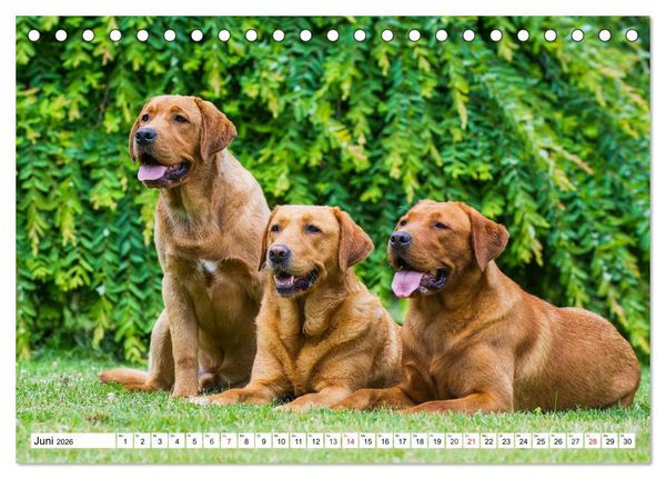 Produktbild: Labrador Retriever - Freunde f&uuml;r&acute;s Leben (Tischkalender 2026 DIN A5 quer), CALVENDO Monatskalender
