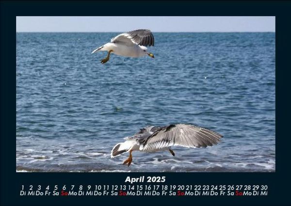 Produktbild: M&ouml;wen 2025 Fotokalender DIN A5