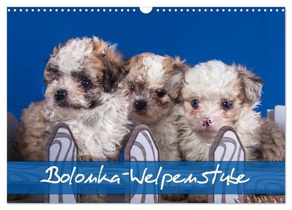 Bolonka Welpenstube (Wandkalender 2026 DIN A3 quer), CALVENDO Monatskalender