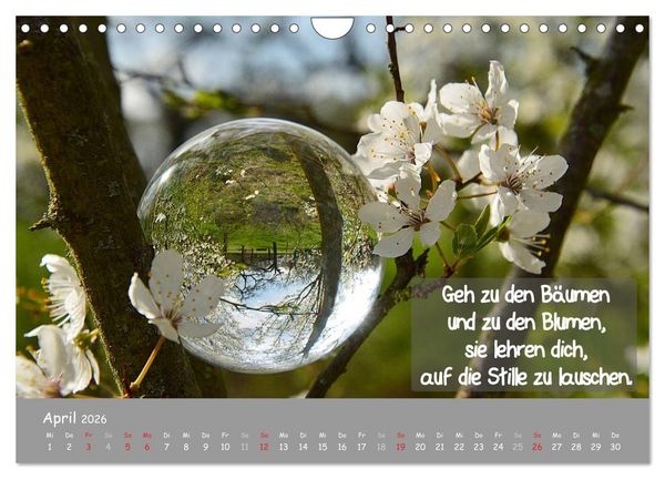 Produktbild: Wunderbare Waldkugeln (Wandkalender 2026 DIN A4 quer), CALVENDO Monatskalender