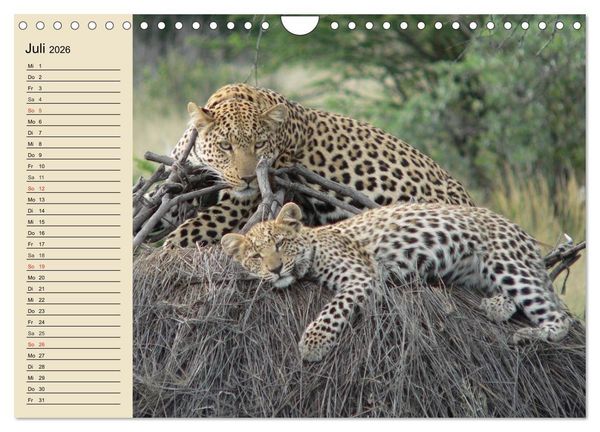 Produktbild: Die Lautlosen. Geparden und Leoparden (Wandkalender 2026 DIN A4 quer), CALVENDO Monatskalender