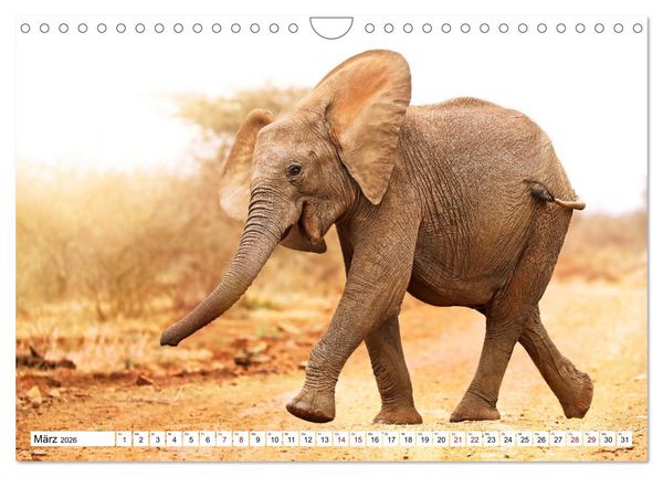 Produktbild: Elefanten-Traum - Herzenssache Afrika (Wandkalender 2026 DIN A4 quer), CALVENDO Monatskalender