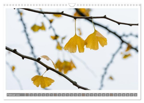 Produktbild: Mit Ginkgo biloba durch das Jahr (Wandkalender 2026 DIN A3 quer), CALVENDO Monatskalender