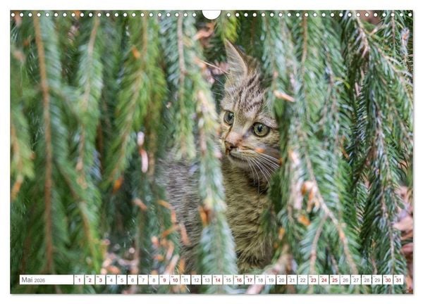 Produktbild: Wildkatzen - die anmutigsten Raubiere in Europa. (Wandkalender 2026 DIN A3 quer), CALVENDO Monatskalender
