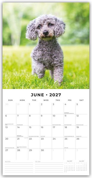 Produktbild: Toy and Miniature Poodles &ndash; Zwergpudel 2027 &ndash; 16-Monatskalender