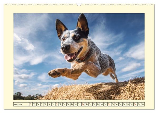 Produktbild: Australian Cattle Dogs. Echte Cowboys und Helden der Farm (hochwertiger Premium Wandkalender 2026 DIN A2 quer), Kunstdruck in Hochglanz
