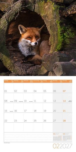 Produktbild: F&uuml;chse Kalender 2027 - 30x30 - Art12