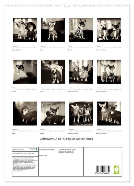 Produktbild: CHIHUAHUA CHIC Photos Marion Koell (hochwertiger Premium Wandkalender 2026 DIN A2 hoch), Kunstdruck in Hochglanz