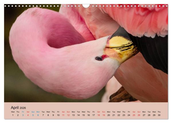 Produktbild: Just Flamingos (Wall Calendar 2026 DIN A3 landscape), CALVENDO 12 Month Wall Calendar