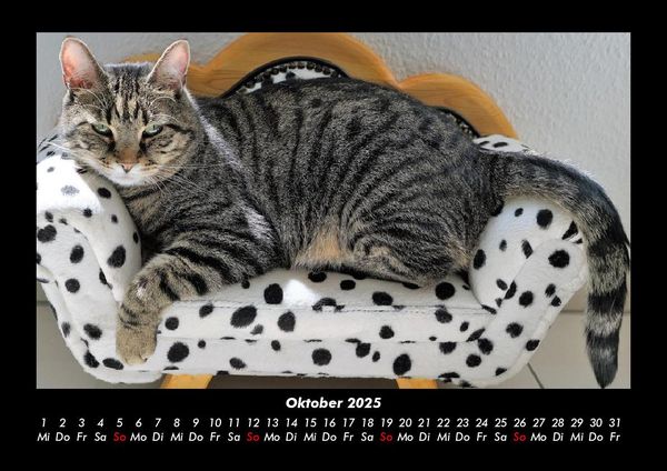 Produktbild: F&uuml;r Katzenfreunde 2025 Fotokalender DIN A3