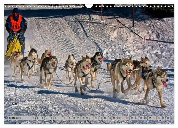 Produktbild: Huskies - Schlittenhunde (Wandkalender 2026 DIN A3 quer), CALVENDO Monatskalender