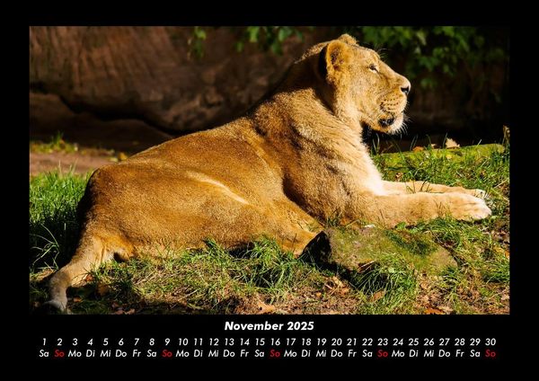 Produktbild: L&ouml;wen in der Wildnis 2025 Fotokalender DIN A3