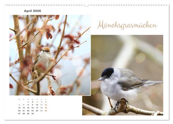 Produktbild: Vogel-P&auml;rchen (hochwertiger Premium Wandkalender 2026 DIN A2 quer), Kunstdruck in Hochglanz