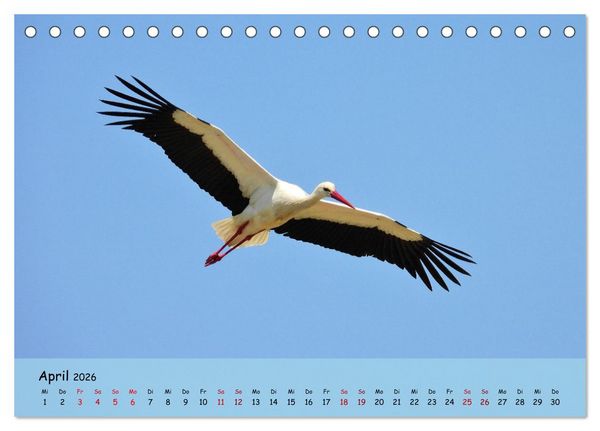 Produktbild: Faszination Zugv&ouml;gel - Rekorde in der Vogelwelt (Tischkalender 2026 DIN A5 quer), CALVENDO Monatskalender