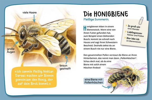Produktbild: Mein erster Naturführer, Was krabbelt denn da?