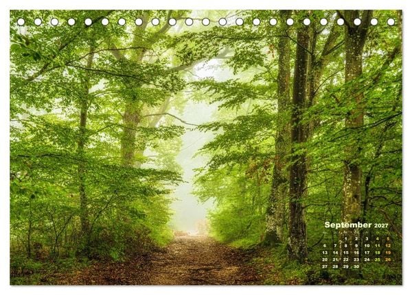 Produktbild: Waldspazierg&auml;nge: Entspannen - Kraft tanken - Besinnen auf sich selbst (Tischkalender 2027 DIN A5 quer), CALVENDO Monatskalender