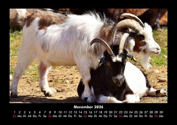 Produktbild: Tiere auf dem Bauernhof 2026 Fotokalender DIN A3