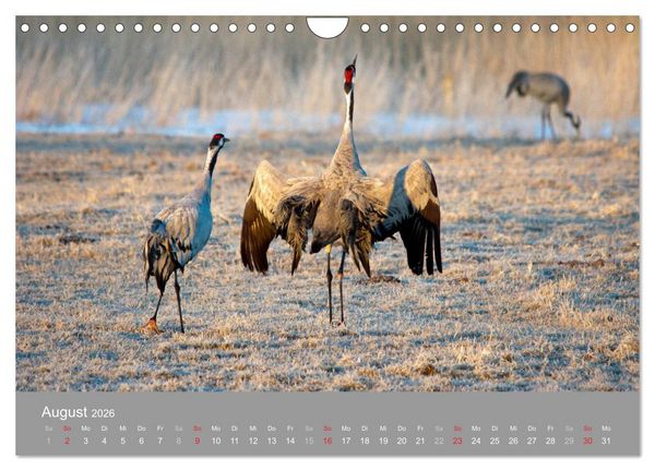 Produktbild: Kraniche in Vorpommern (Wandkalender 2026 DIN A4 quer), CALVENDO Monatskalender