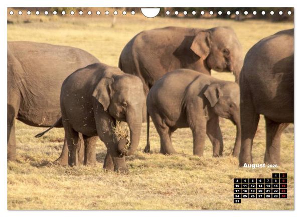 Produktbild: Bedrohte Riesen - Elefanten in Sri Lanka (Wandkalender 2026 DIN A4 quer), CALVENDO Monatskalender