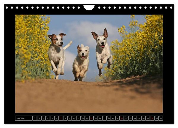 Produktbild: Parson Russell Terrier (Wandkalender 2026 DIN A4 quer), CALVENDO Monatskalender
