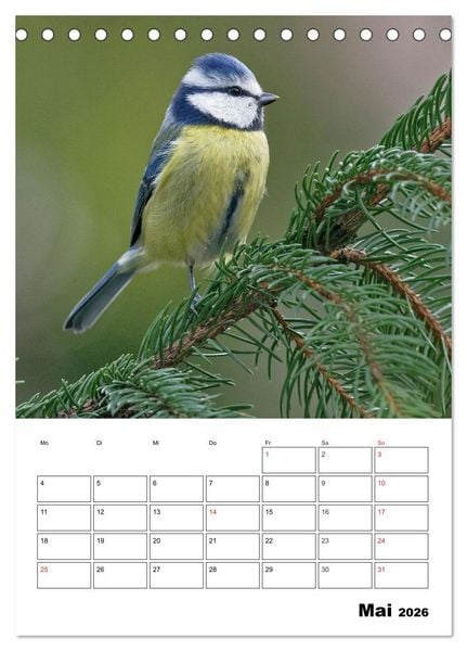 Produktbild: Bezaubernde V&ouml;gel im heimischen Garten (Tischkalender 2026 DIN A5 hoch), CALVENDO Monatskalender
