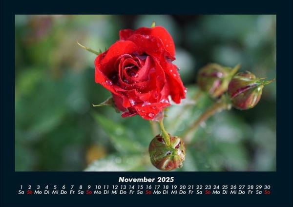 Produktbild: Rosentraum 2025 Fotokalender DIN A4